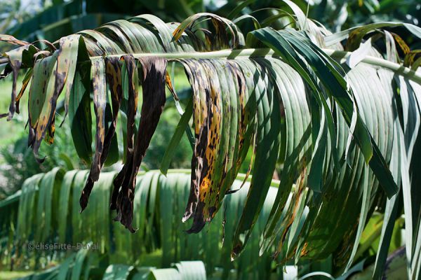 l'agriculture raisonnée contre les pesticides en Martinique 